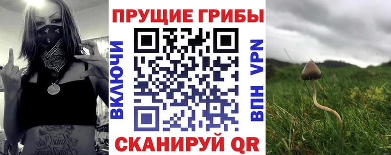 Псилоцибиновые грибы Psilocybe  Купить закладки  Камень-на-Оби 